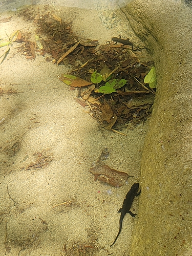 アマゴの釣果