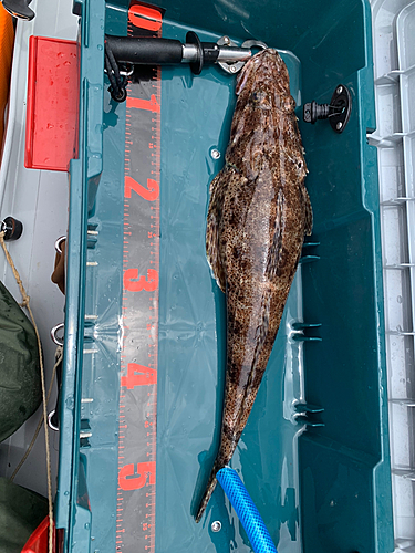 ワニゴチの釣果