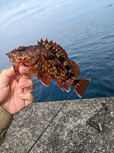 アカハタの釣果