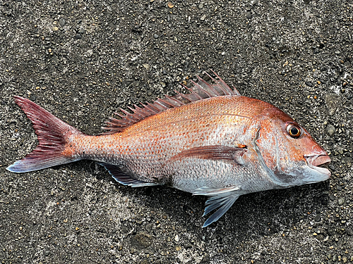 マダイの釣果