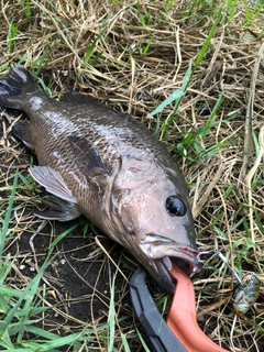 マングローブジャックの釣果