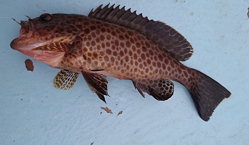 オオモンハタの釣果