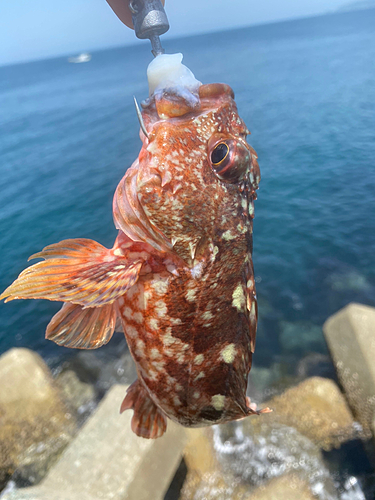 カサゴの釣果