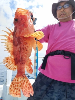 イズカサゴの釣果