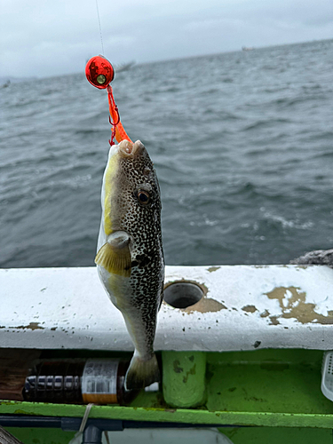 ショウサイフグの釣果