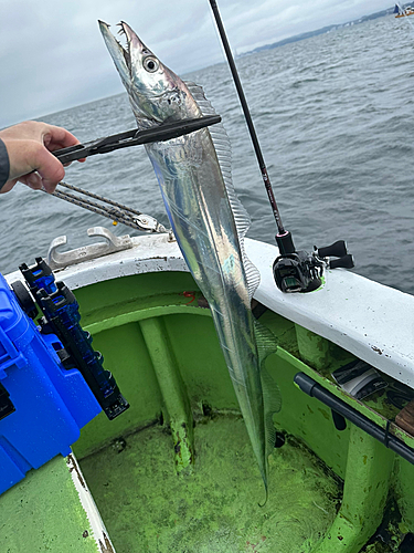 タチウオの釣果