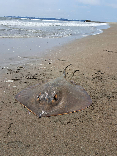 アカエイの釣果