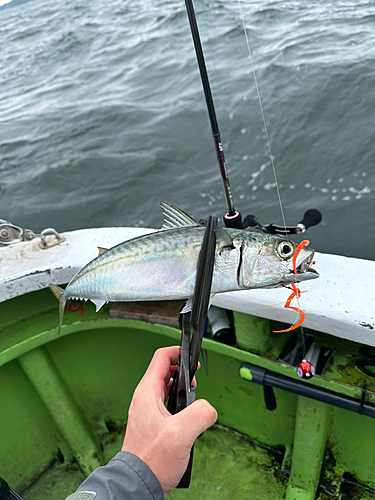 サバの釣果