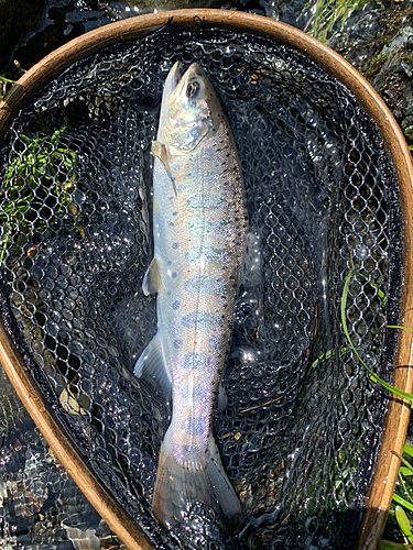 アマゴの釣果