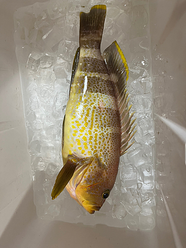 アオハタの釣果