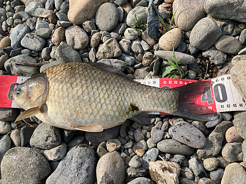 ヘラブナの釣果