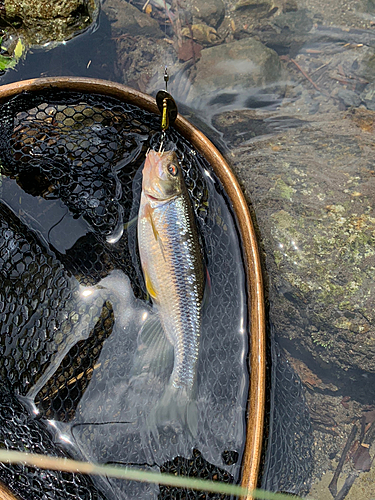 カワムツの釣果