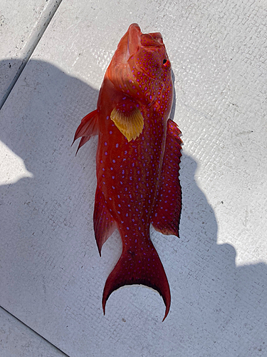 オジロバラハタの釣果