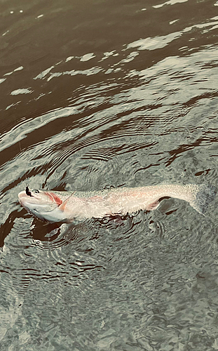 ニジマスの釣果