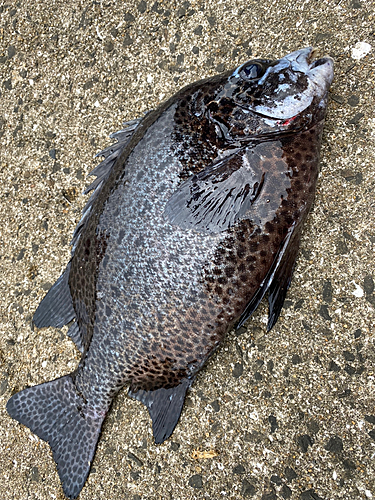 イシガキダイの釣果