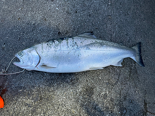 サクラマスの釣果