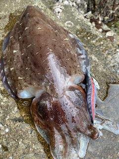 モンゴウイカの釣果