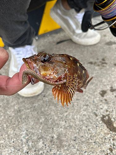 カサゴの釣果