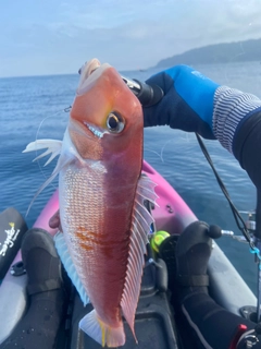 アカアマダイの釣果