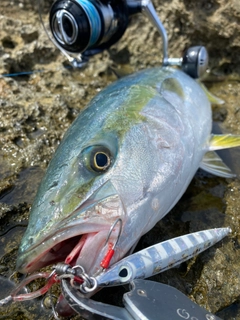 ワラサの釣果