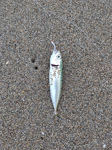 サバの釣果