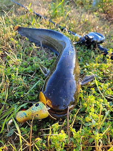 ナマズの釣果