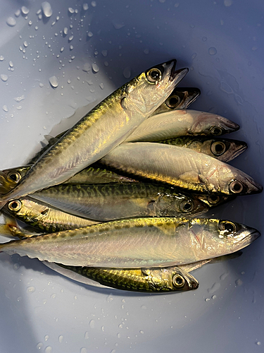 サバの釣果