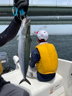 サゴシの釣果