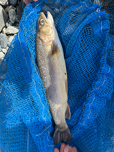 イワナの釣果