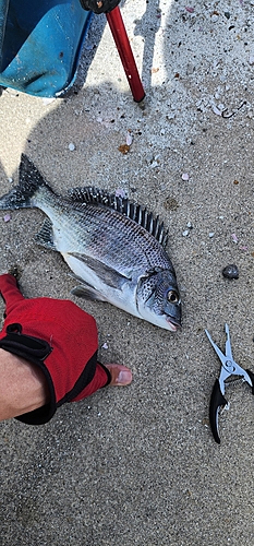 チヌの釣果