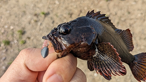 ムラソイの釣果