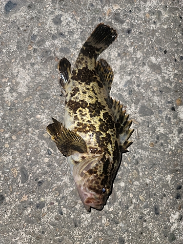 タケノコメバルの釣果