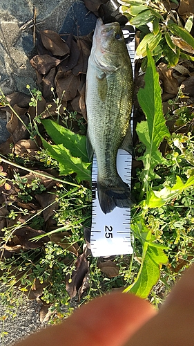 ブラックバスの釣果