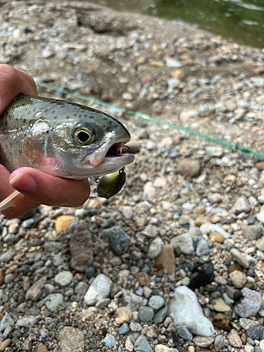 ニジマスの釣果