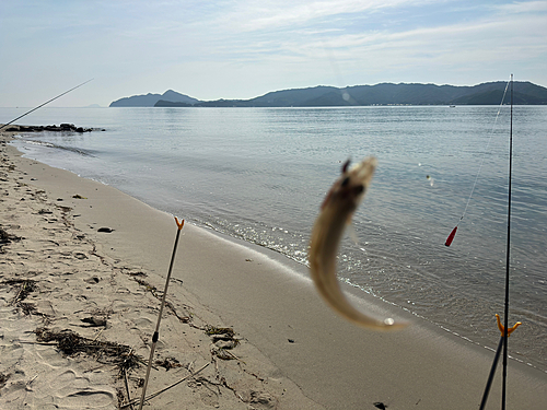 キスの釣果