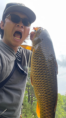 コイの釣果