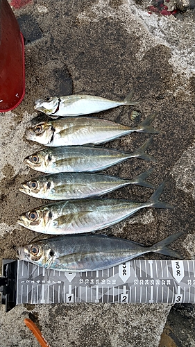 アジの釣果