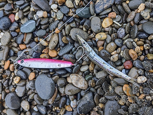 カマスの釣果