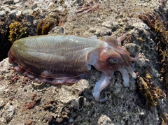 モンゴウイカの釣果