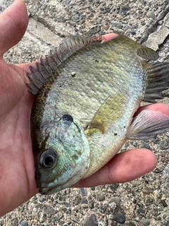 ブルーギルの釣果