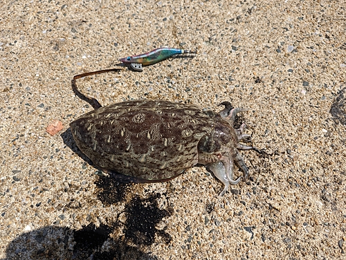 モンゴウイカの釣果