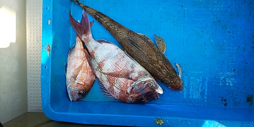 マダイの釣果