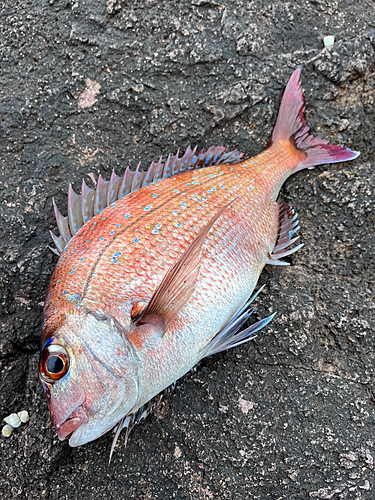 マダイの釣果