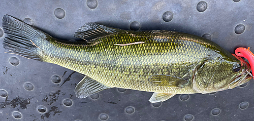 ブラックバスの釣果