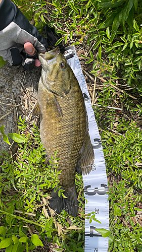 スモールマウスバスの釣果