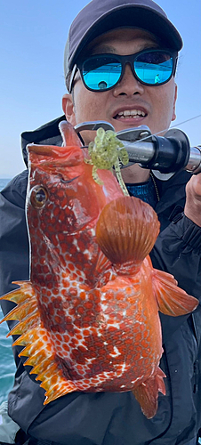 アコウの釣果