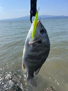 キビレの釣果