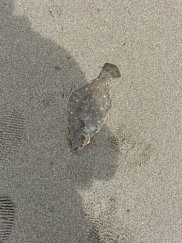 ソゲの釣果