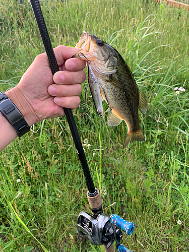 ラージマウスバスの釣果