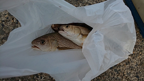 イシモチの釣果